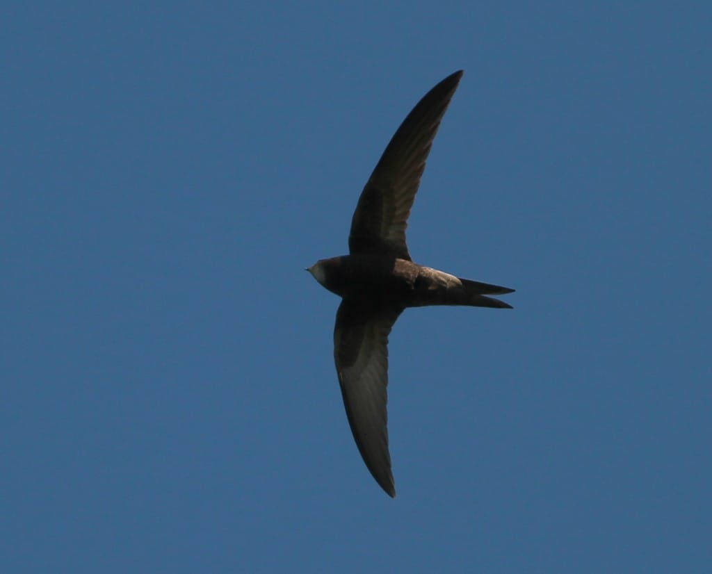 Common Swift, by Martin Garner