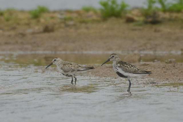 Adult Dunlin by Andy Hood
