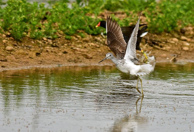 Adult Greenshank by Tony Simpson
