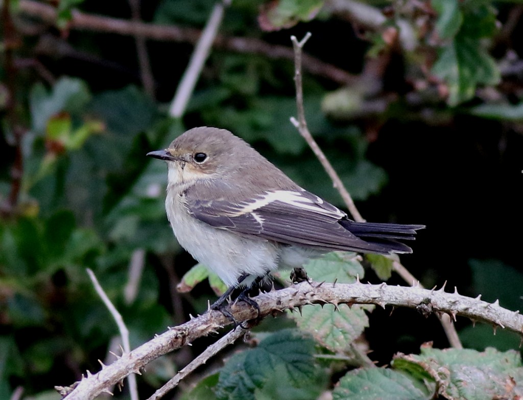 Pied Flycatcher, Outer Head, by Craig Thomas