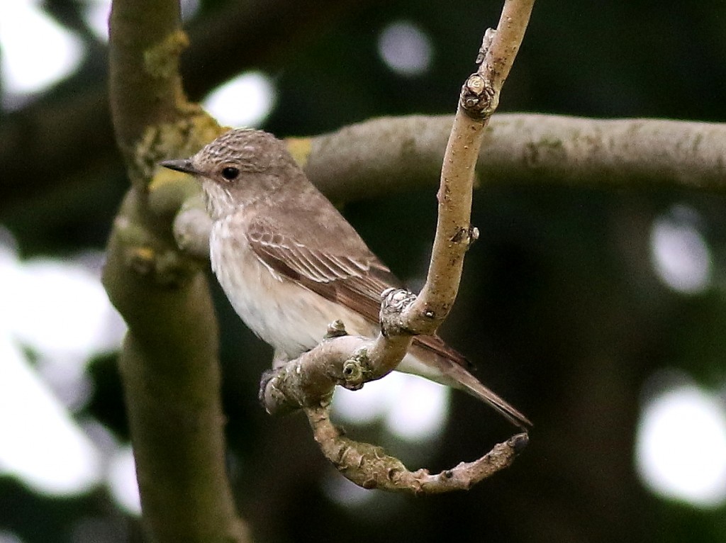 Spotted Flycatcher, Outer Head, by Craig Thomas