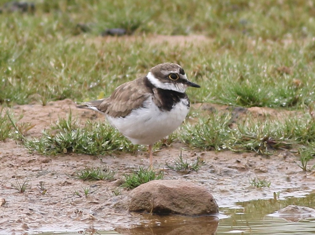 Little Ringed Plover, Thornwick Pools, by Craig Thomas