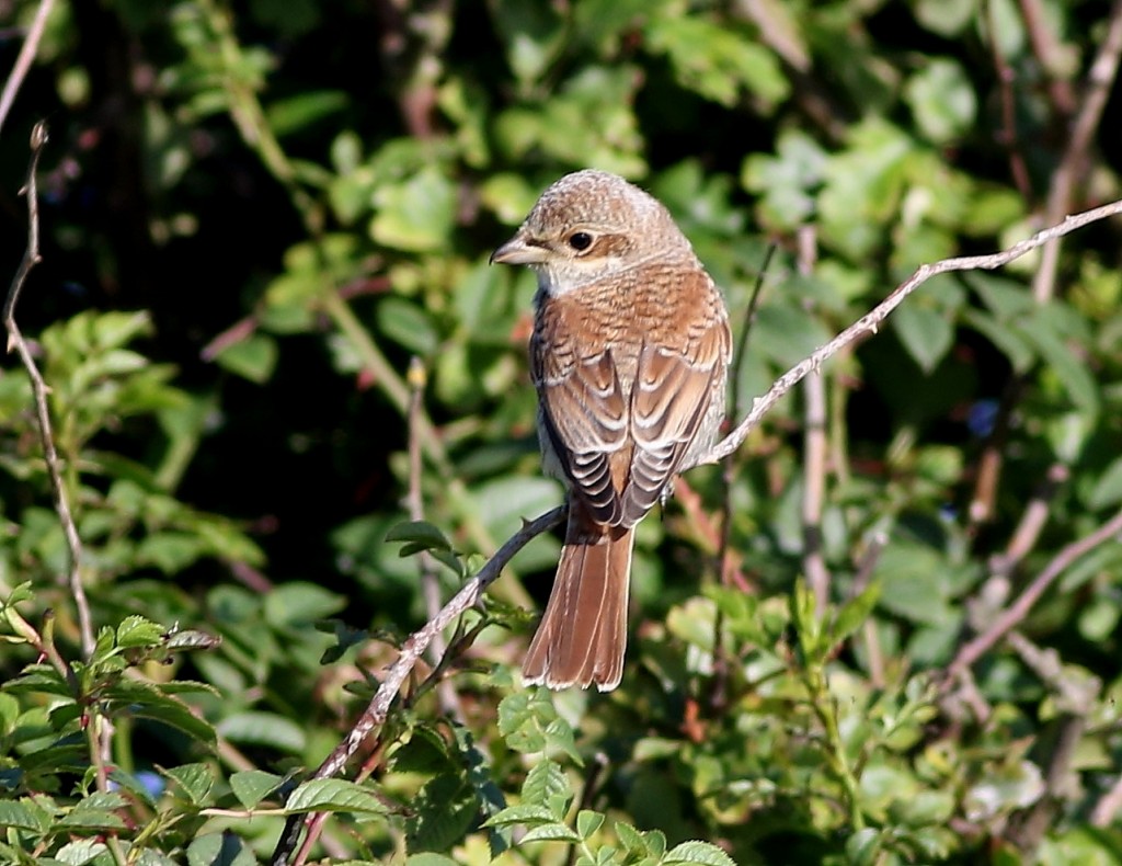 Red-backed Shrike, Old Fall Hedge, by Craig Thomas