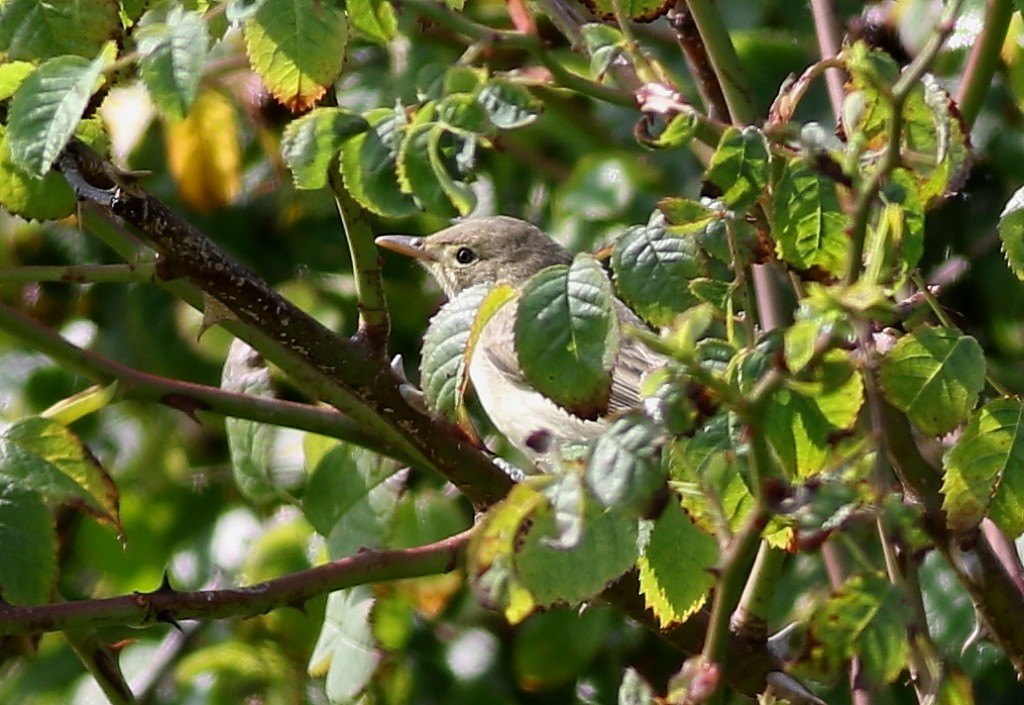 (bits of) Icterine Warbler, near Lighthouse, by Craig Thomas