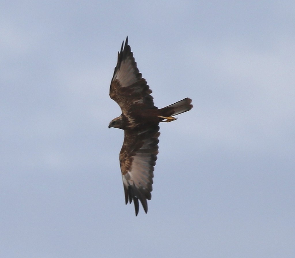 Marsh Harrier, over South Cliffs, by Craig Thomas