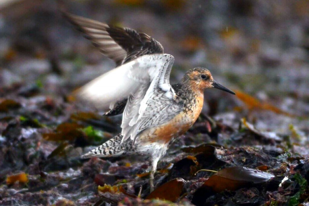Knot, South Landing, by Andy Hood