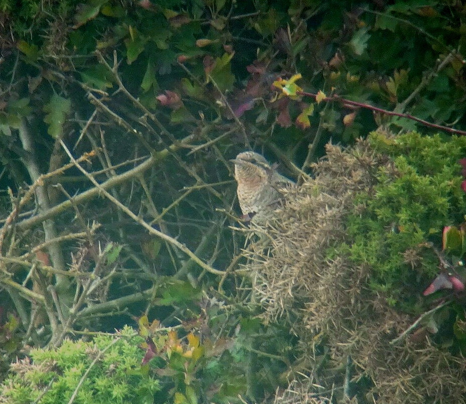 Wryneck, North Landing, by Andy Hood