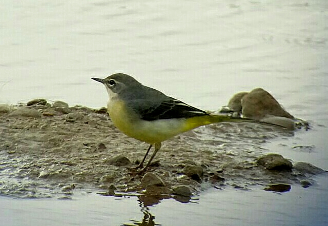 Grey Wagtail, Thornwick Pools, by Andy Hood