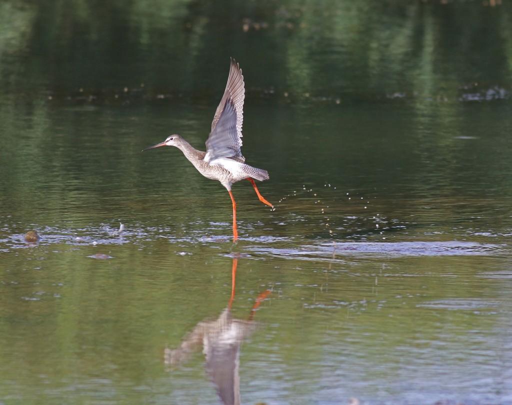 Spotted Redshank, Thornwick Pools, by John Beaumont