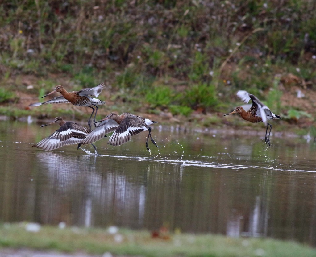 Black-tailed Godwits, Thornwick Pools, by John Beaumont