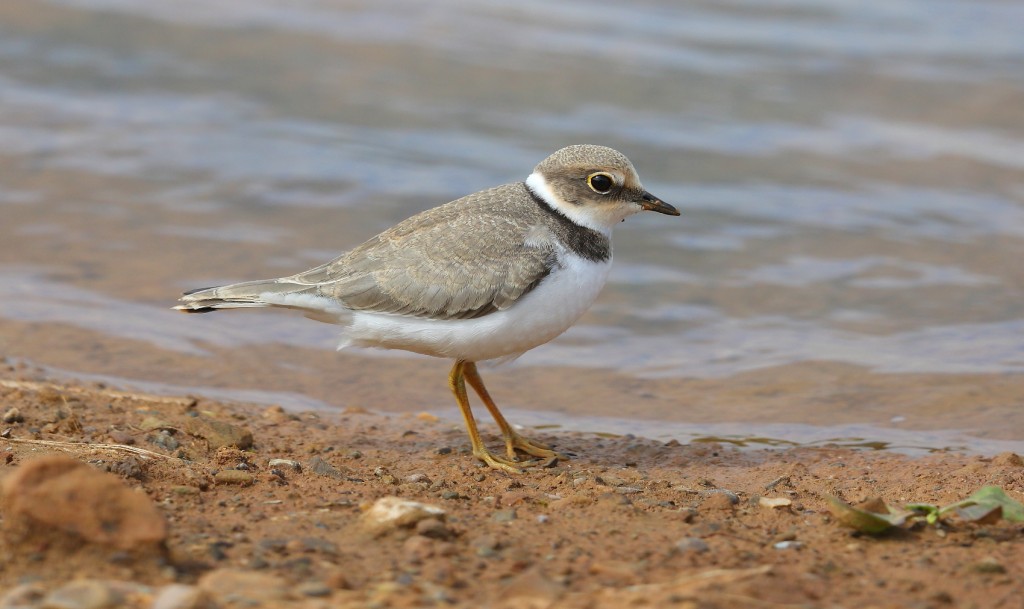 Little Ringed Plover, Thornwick Pools, by Alan Walkington