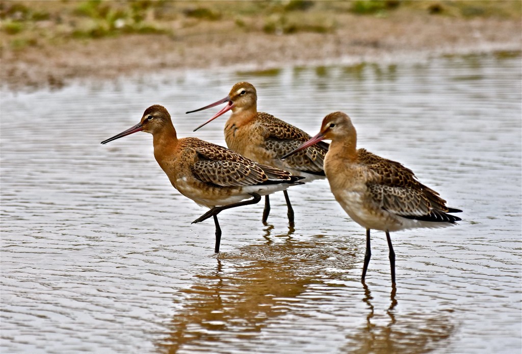 Black-tailed Godwits, Thornwick Pools, by Tony Simpson