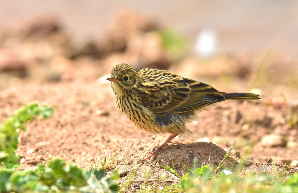Meadow Pipit, Thornwick Pools, by Tony Simpson