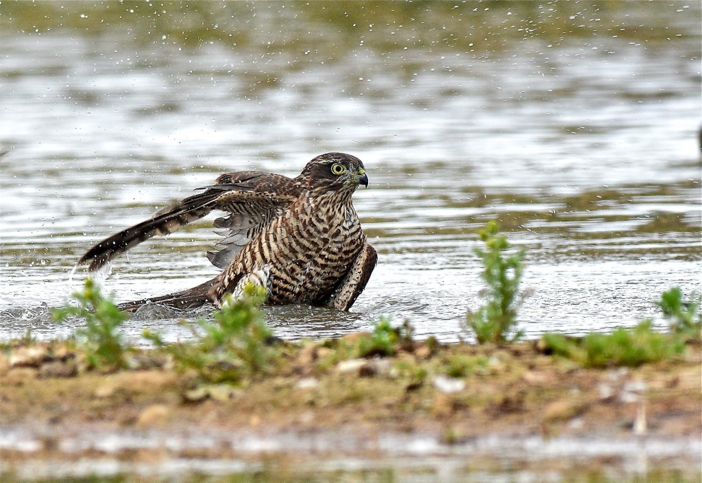 Sparrowhawk, Thornwick Pools, by Tony Simpson