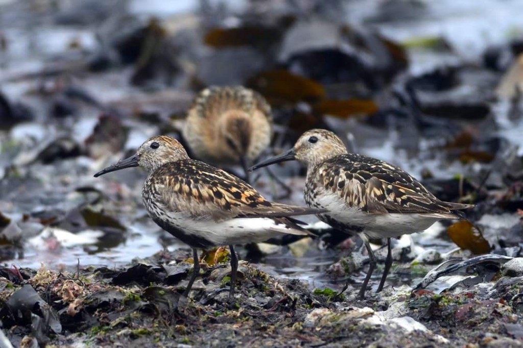 Dunlin, South Landing, by Andy Hood