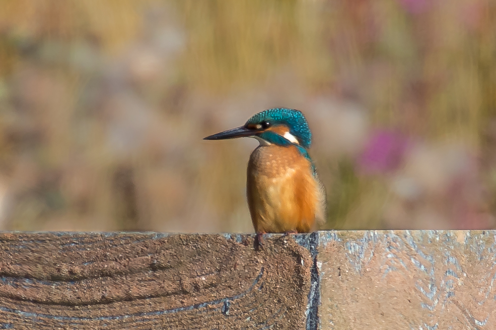 Kingfisher, Thornwick Pools, by Andrew Allport