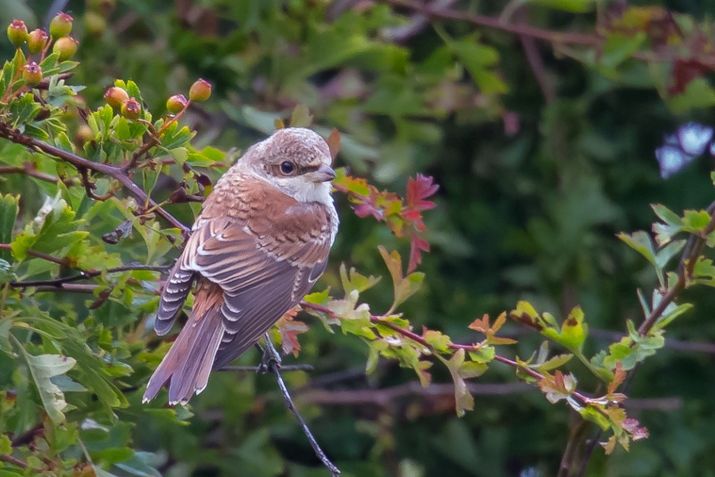 Red-backed Shrike, Old fall Hedge, by Andrew Allport