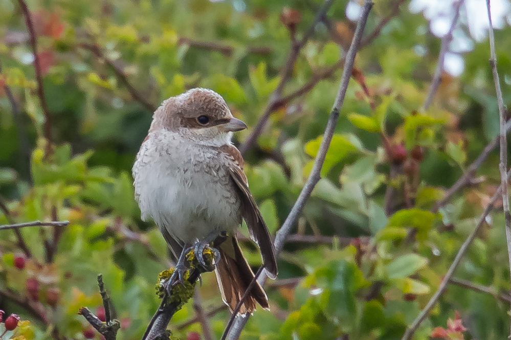 Red-backed Shrike, Old Fall Hedge, by Andrew Allport