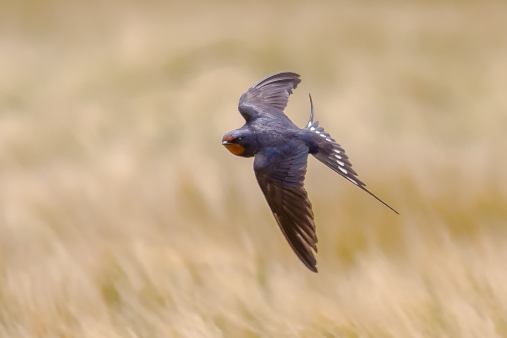 Swallow, by Andrew Allport