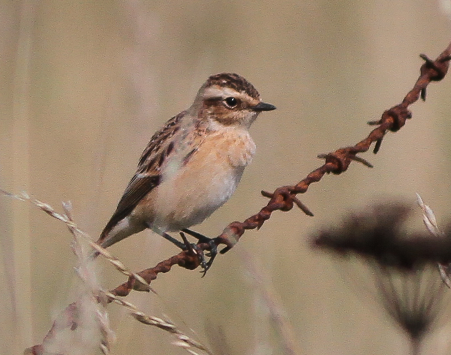 Whinchat, Outer Head, by Martin Garner