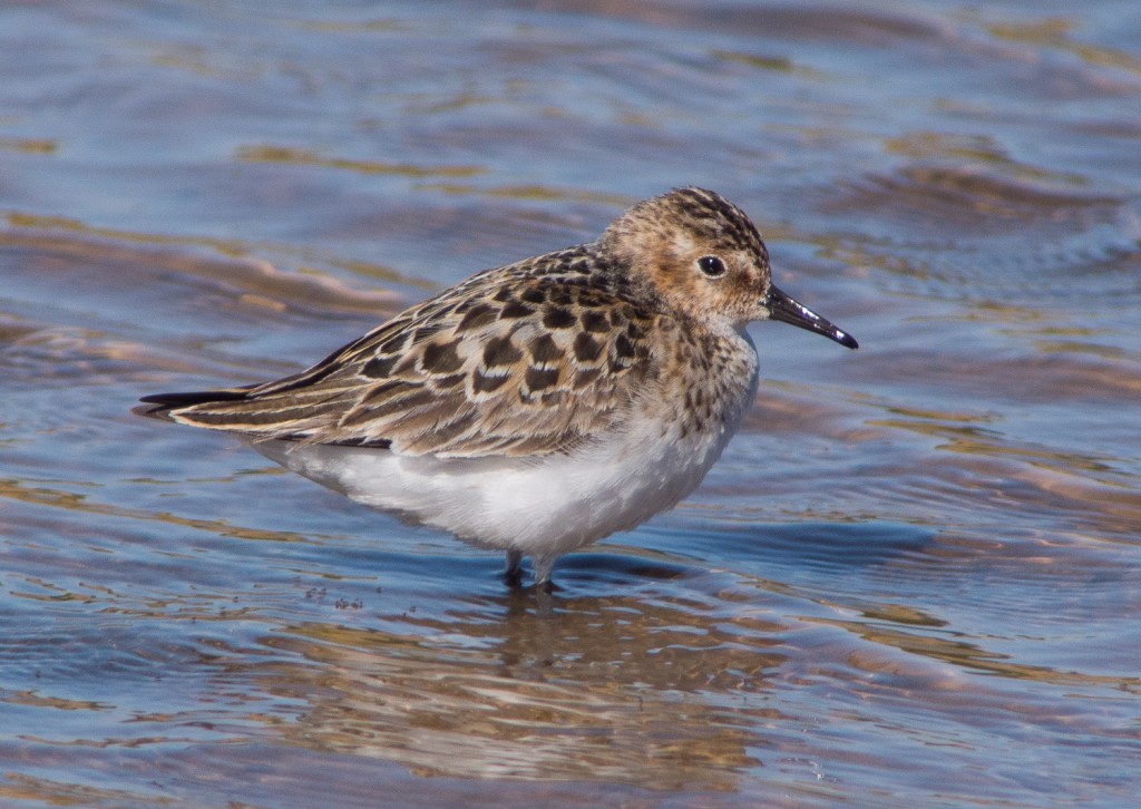Little Stint, Thornwick Pools, by Justin Carr