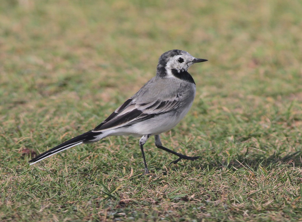 White Wagtail, Outer Head, by Martin Garner