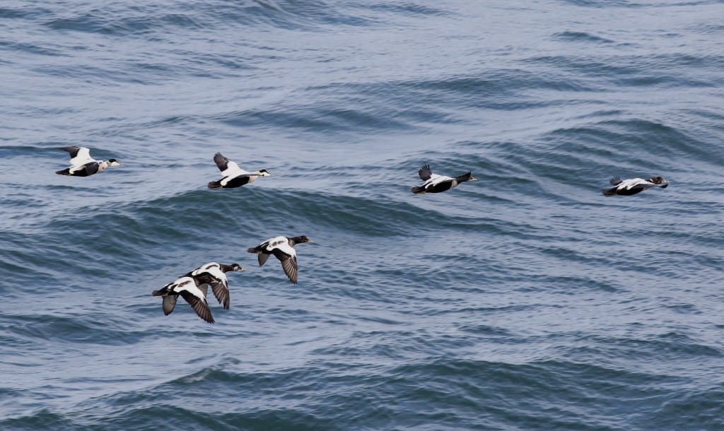 Eiders, past Fog Station, by Craig Thomas
