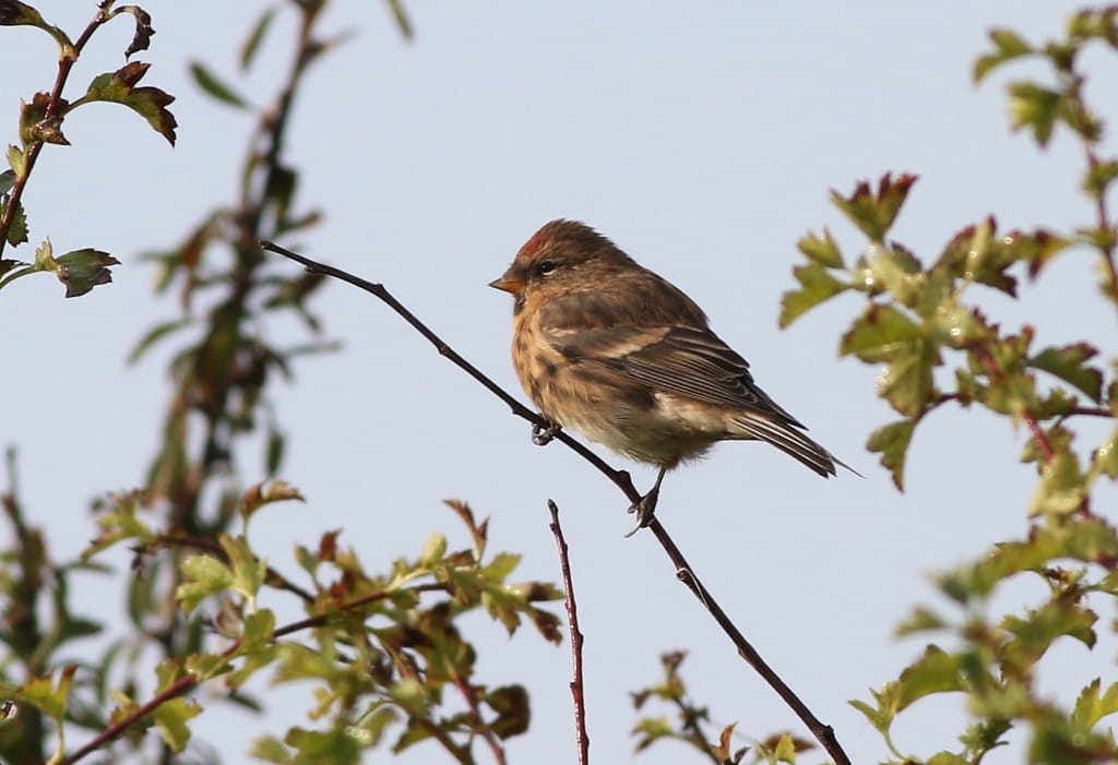Lesser Redpoll, Whelkie Wynds, by Craig Thomas