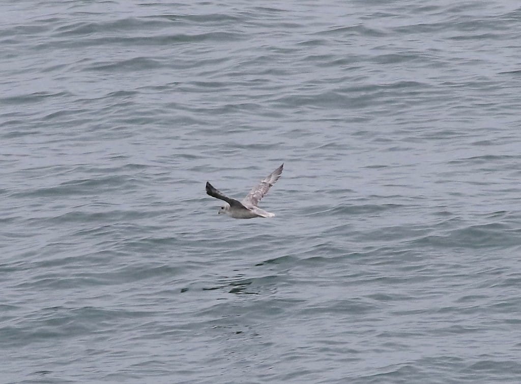Blue Fulmar, off Fog Station, by Craig Thomas
