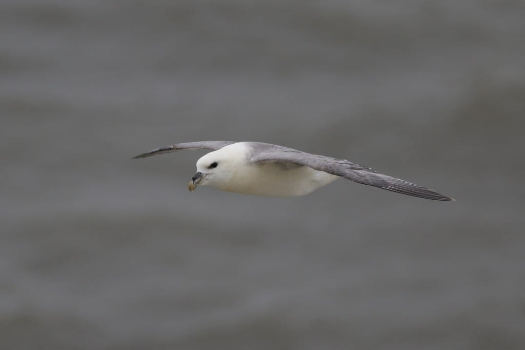 Fulmar, Fog Station, by Craig Thomas