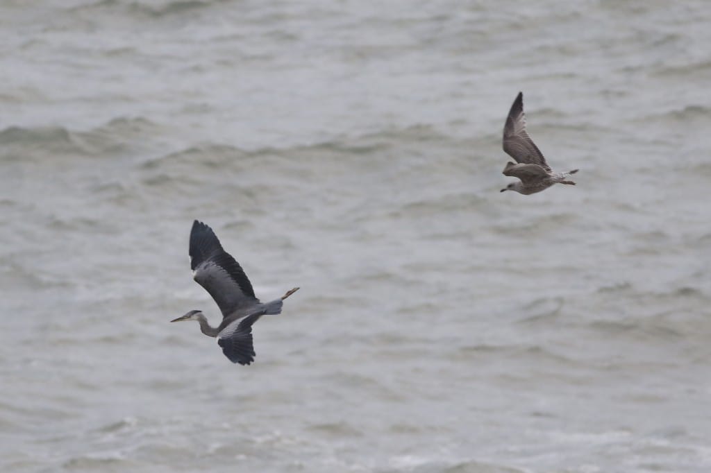 Herring Gull mobbing Grey Heron, off Fog Station, by Craig Thomas