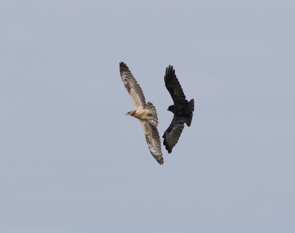 juvenile Honey Buzzard, Outer Head, by Craig Thomas