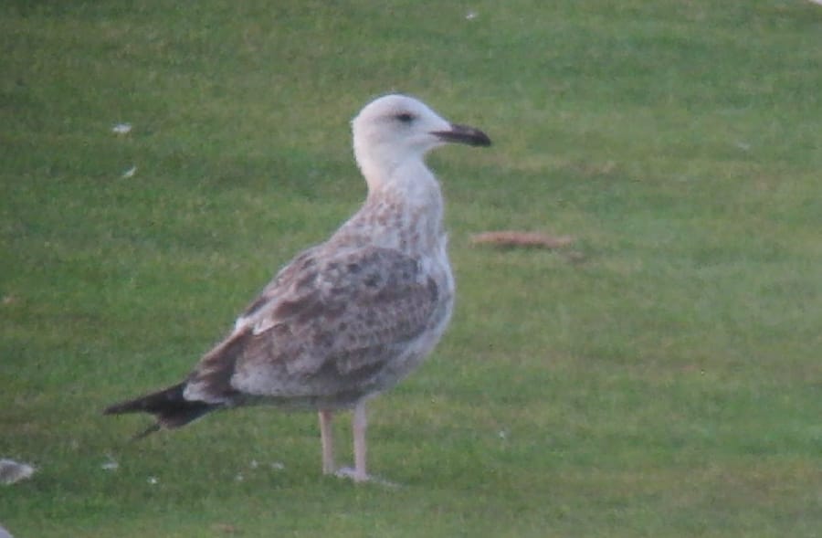 first calendar-year Caspian Gull, Golf Course, by Martin Garner