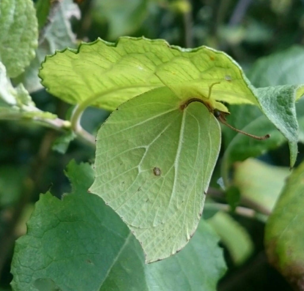 Brimstone Butterfly, Old Fall, by Andy Hood