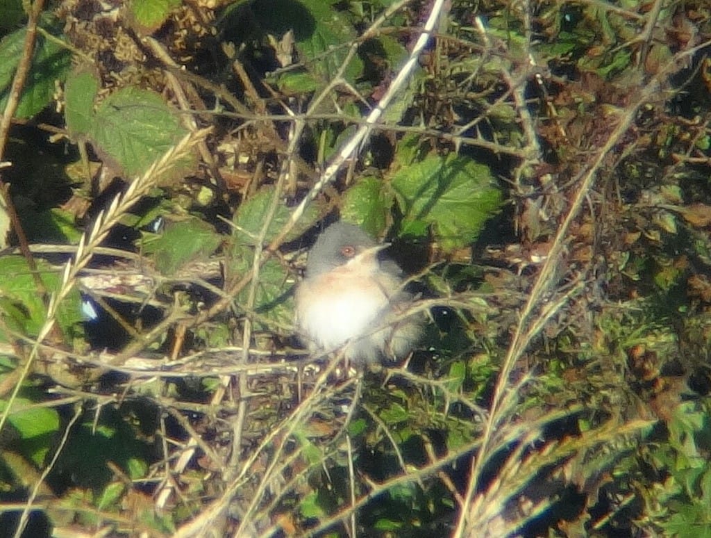 Eastern Subalpine Warbler, Outer Head, by Andy Hood