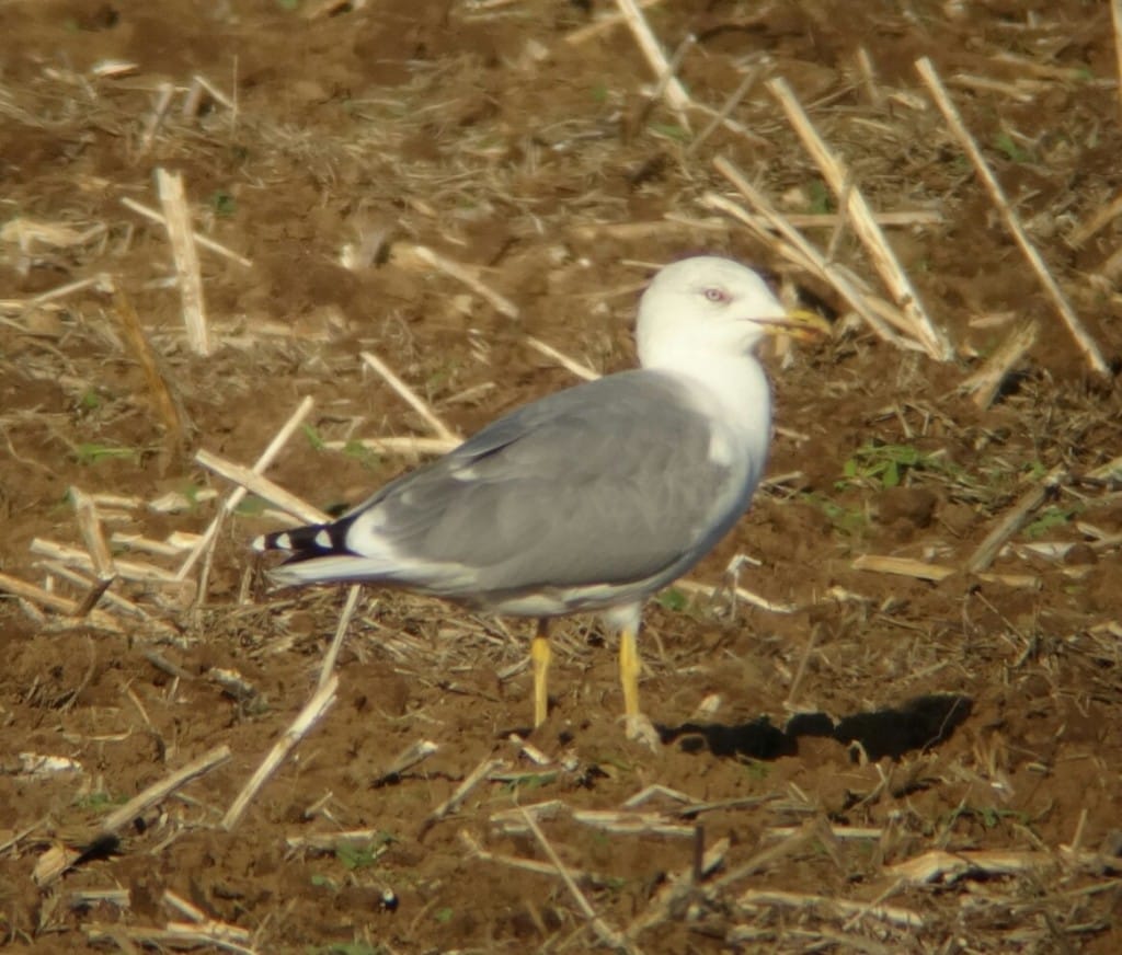 Yellow-legged Gull, Outer Head, by Andy Hood