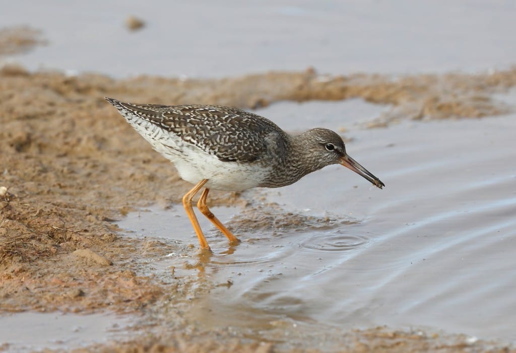 Redshank, Thornwick Pools, by Alan Walkington