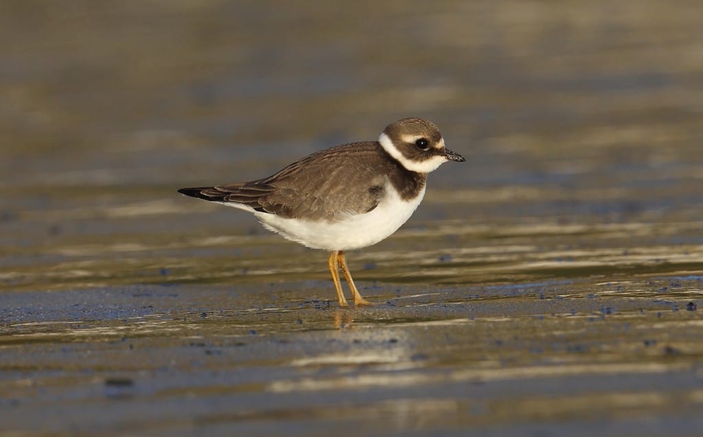 Ringed Plover, South Landing, by Alan Walkington