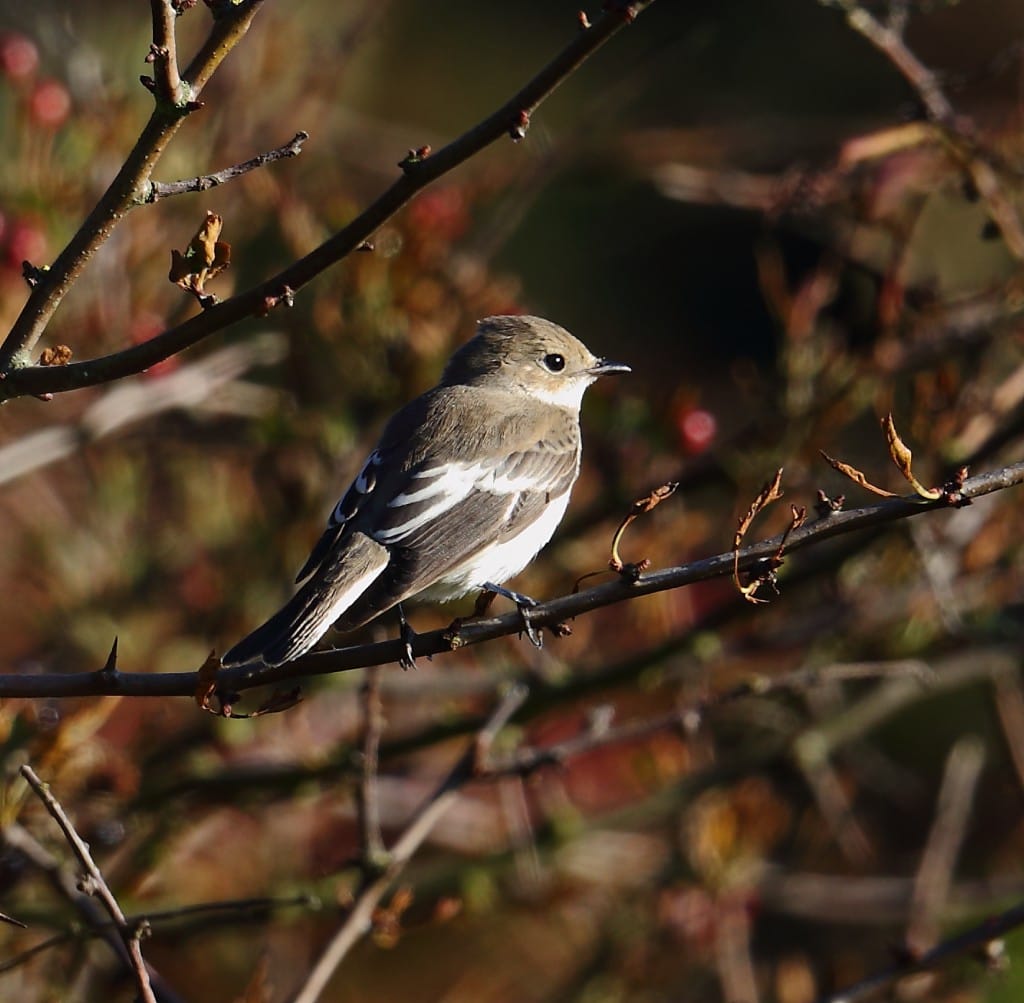 Pied Flycatcher, Old Fall Hedge, by Alan Walkington