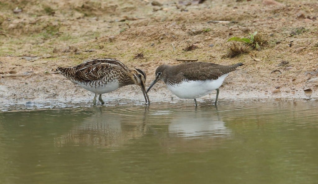 Green Sandpiper and Snipe, Thornwick Pools, by Alan Walkington
