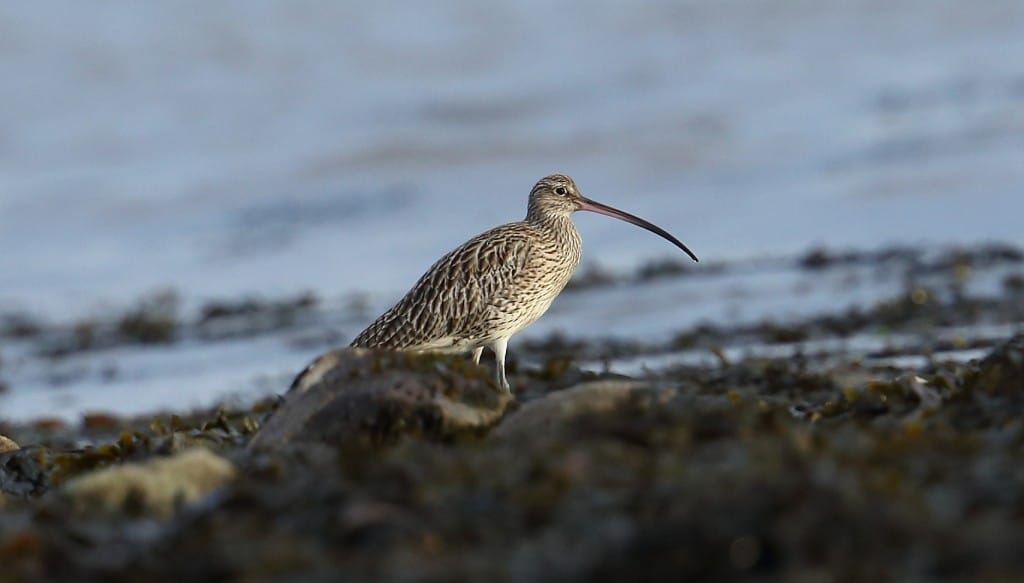 Curlew, South Landing, by Alan Walkington