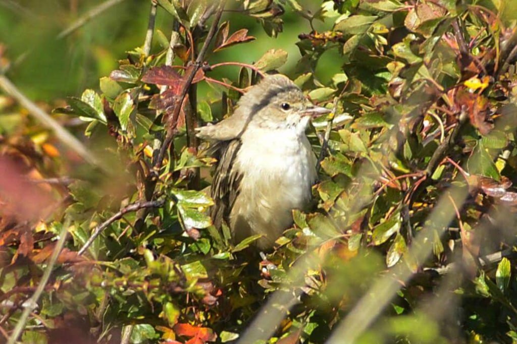 Barred Warbler, Old Fall Hedge by Andy Hood