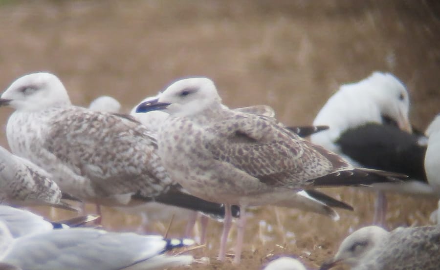 Caspian Gull, Outer Head, by Martin Garner