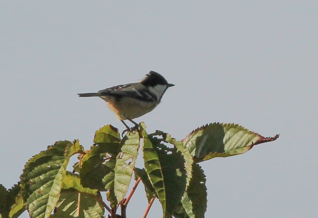 Coal Tit, Outer Head by Martin Garner