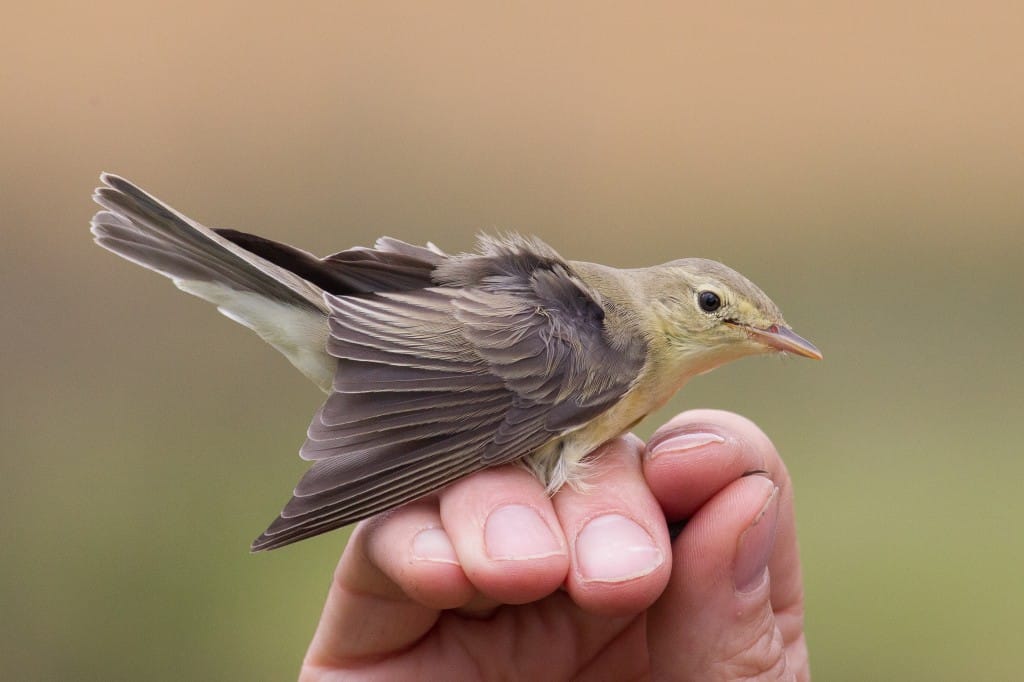 Icterine Warbler, Buckton, by Dave Aitken