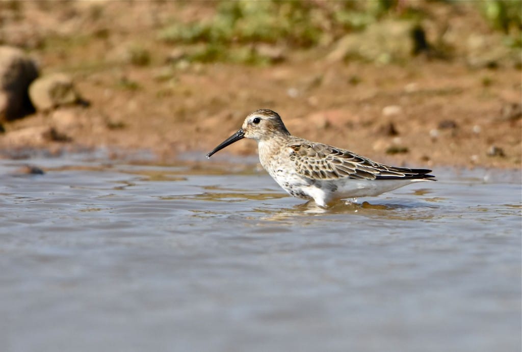 Dunlin, Thornwick Pools, by Tony Simpson