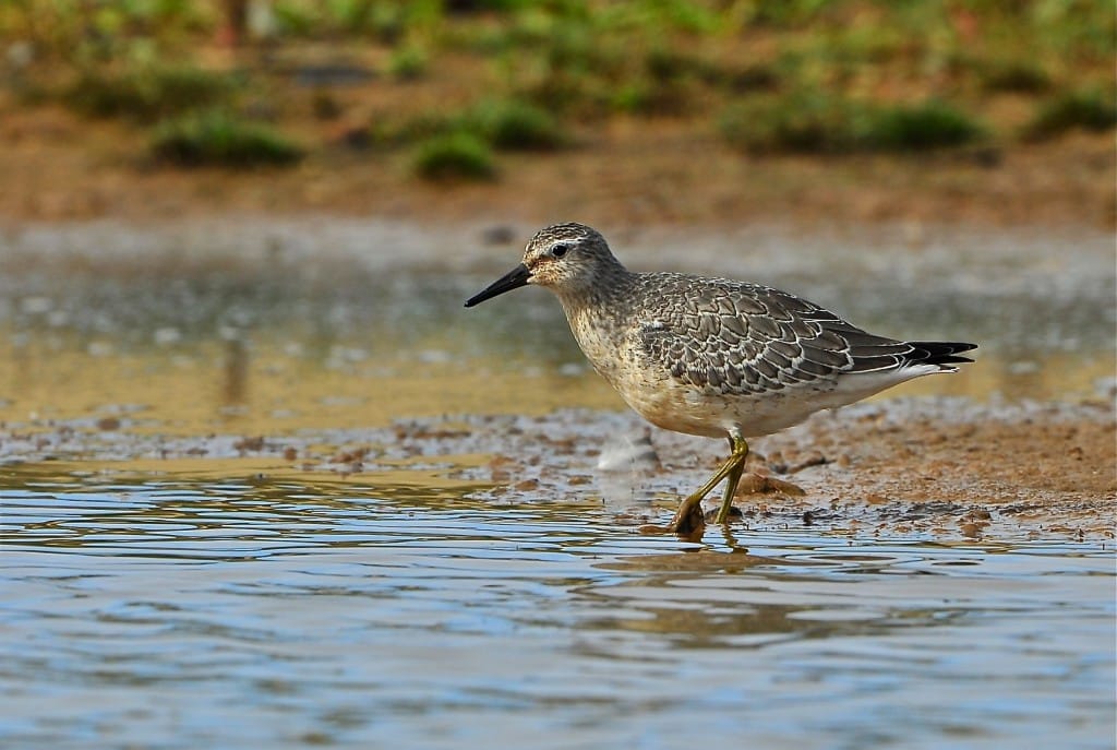 Knot, Thornwick Pools, by Tony Simpson