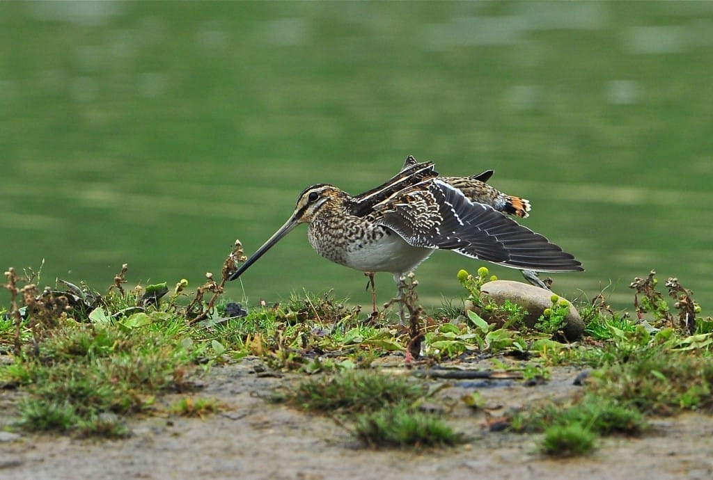 Snipe, Thornwick Pools, by Tony Simpson
