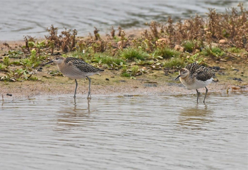 Ruff, Thornwick Pools, by Tony Simpson