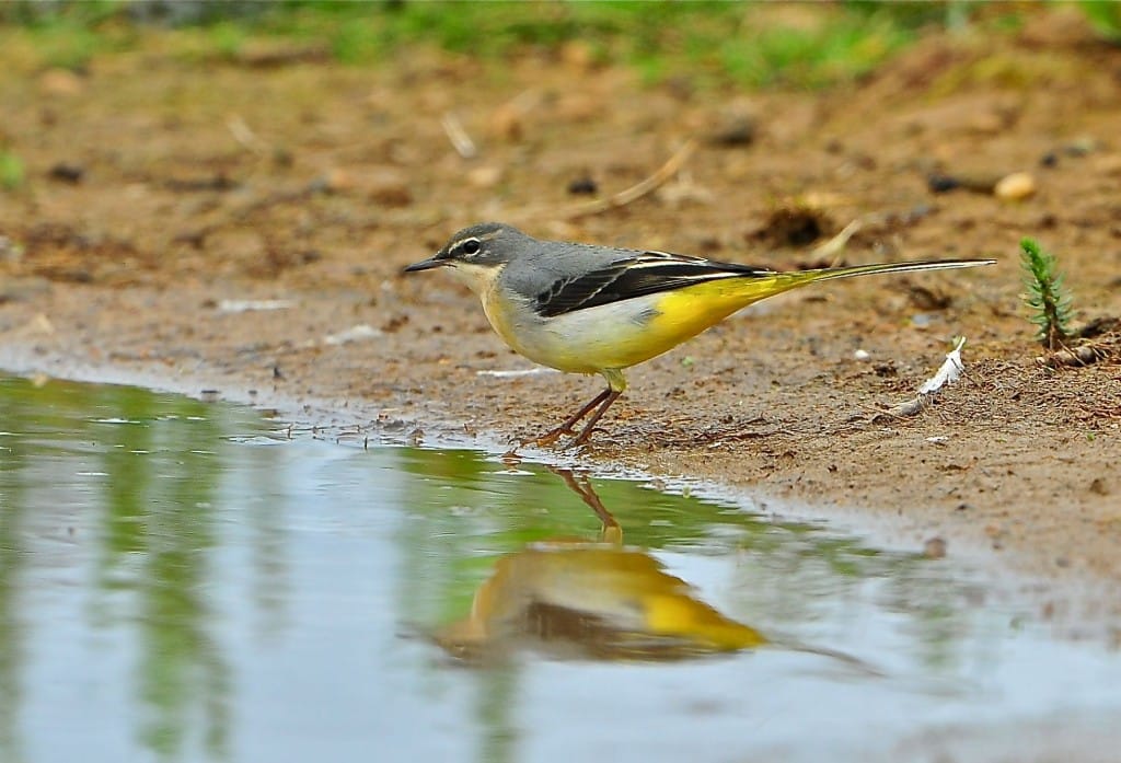 Grey Wagtail, Thornwick Pools, by Tony Simpson